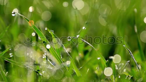 Similar – Image, Stock Photo foliage Leaf Meadow Grass