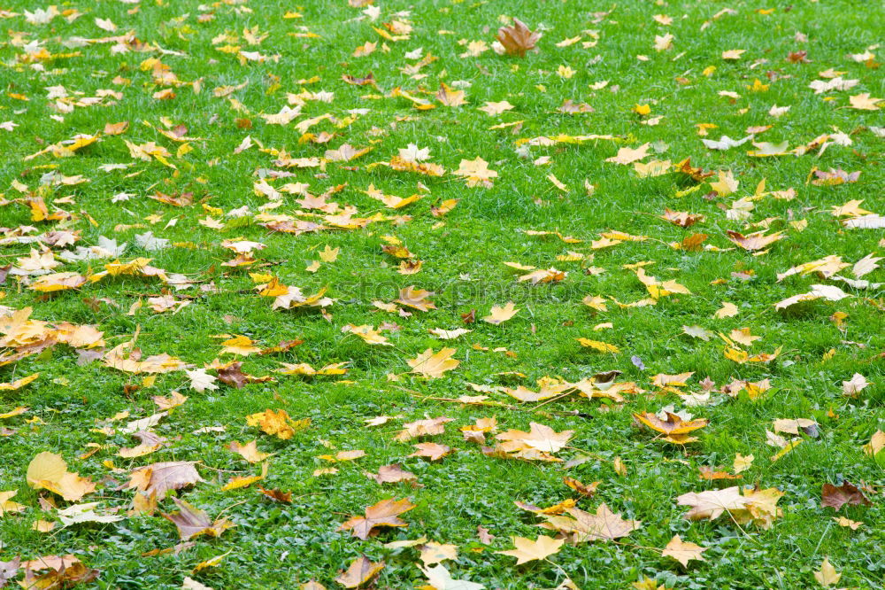 Similar – Image, Stock Photo Five before autumn Grass