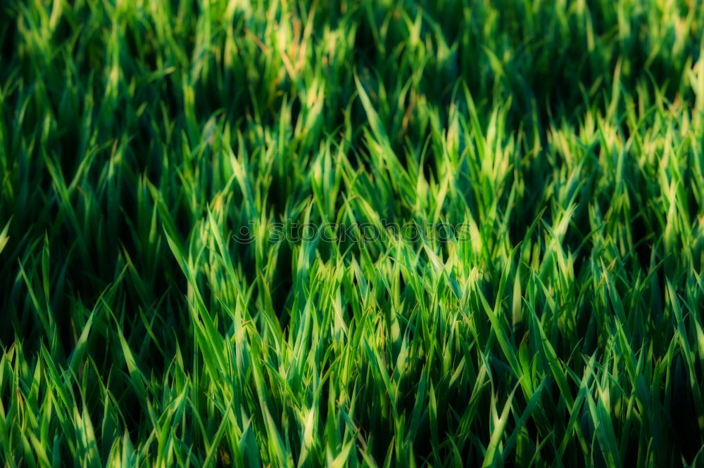 Similar – Image, Stock Photo The grass is green Grass