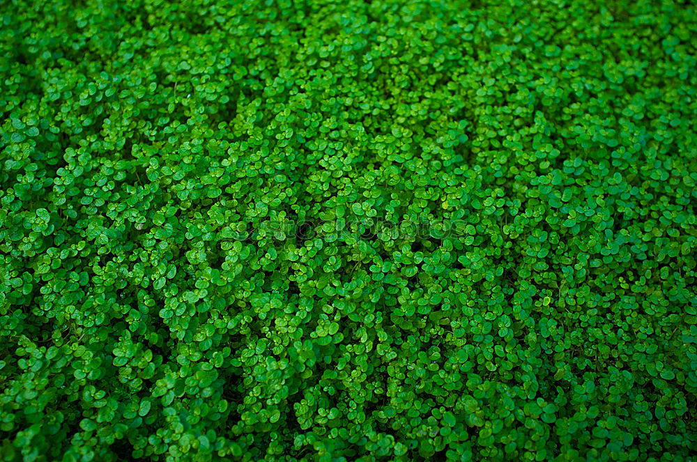 Similar – Green as clover