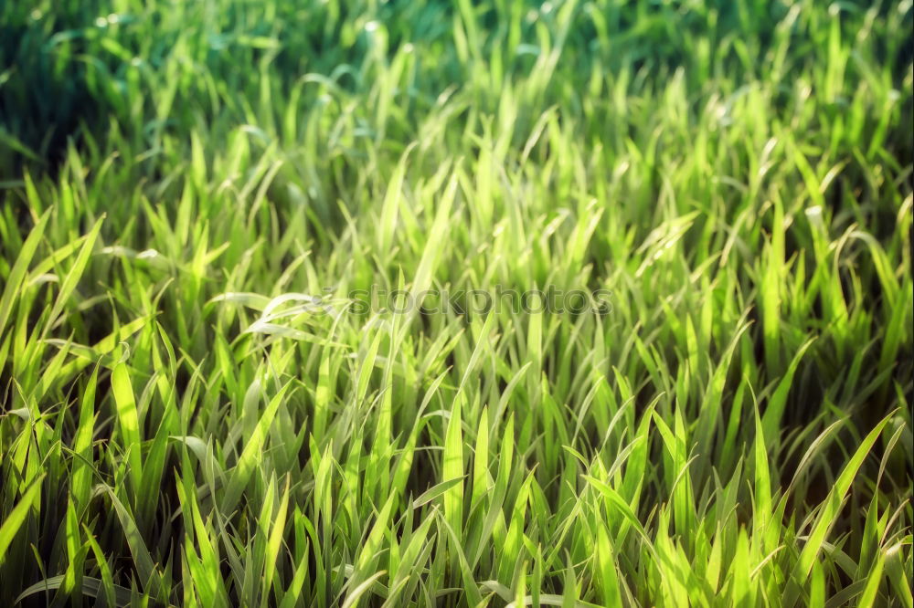 Similar – Image, Stock Photo The grass is green Grass