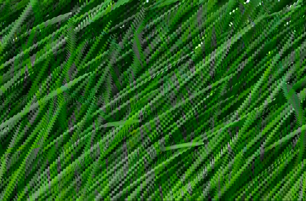 Similar – Image, Stock Photo fresh green grass I Nature