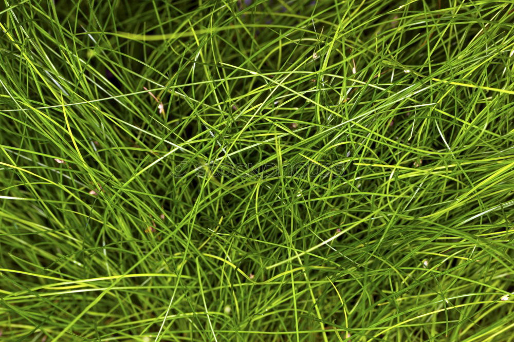 Similar – Foto Bild wiesencase Gras grün