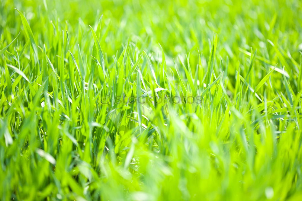 Similar – grass Meadow Grass Green