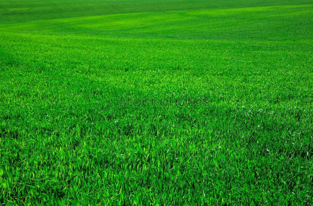 Similar – Image, Stock Photo Fruity meadow Green Meadow