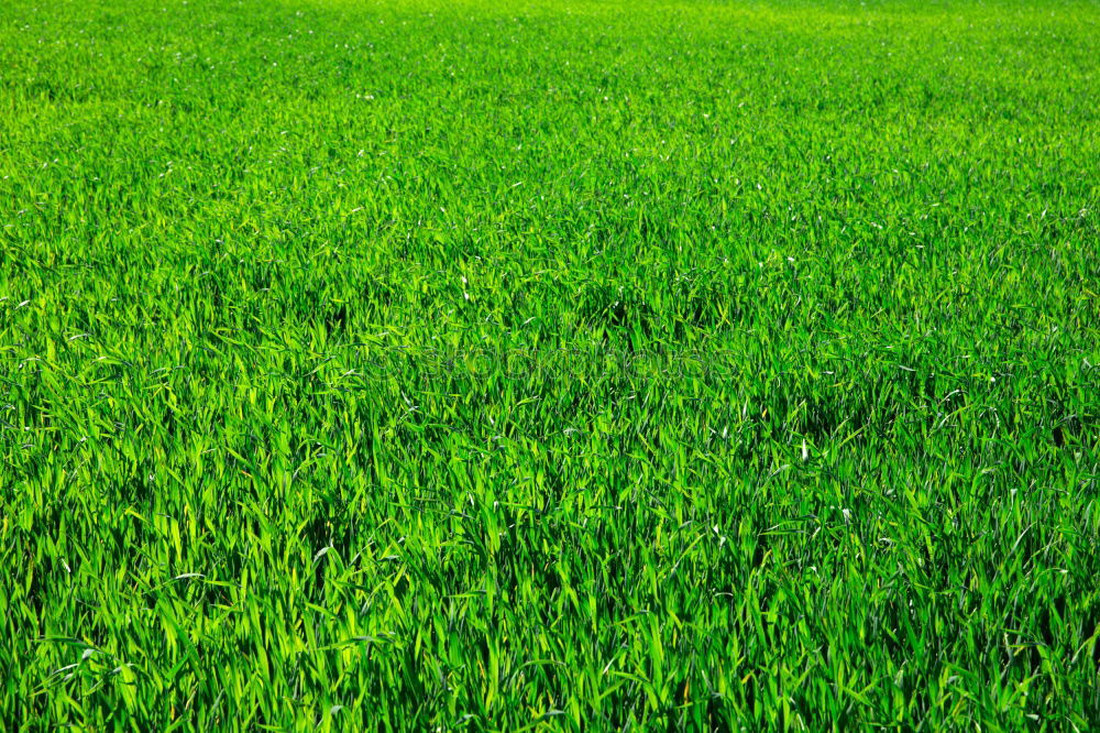 Similar – Image, Stock Photo weedkiller Paddy field