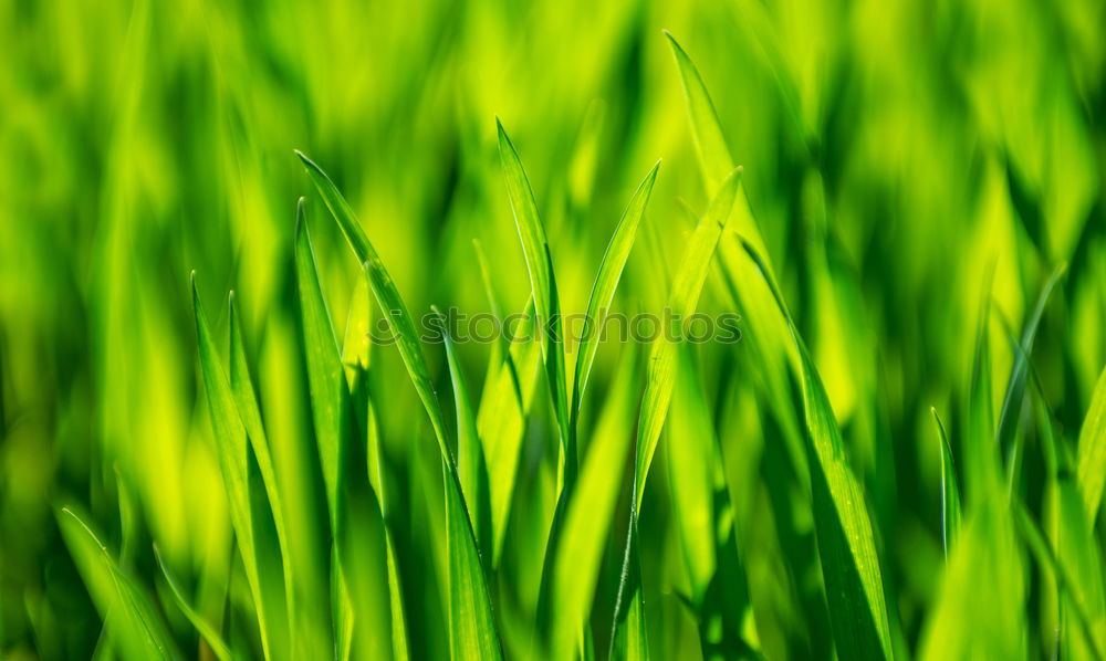 Similar – Image, Stock Photo it greenens… Green Grass