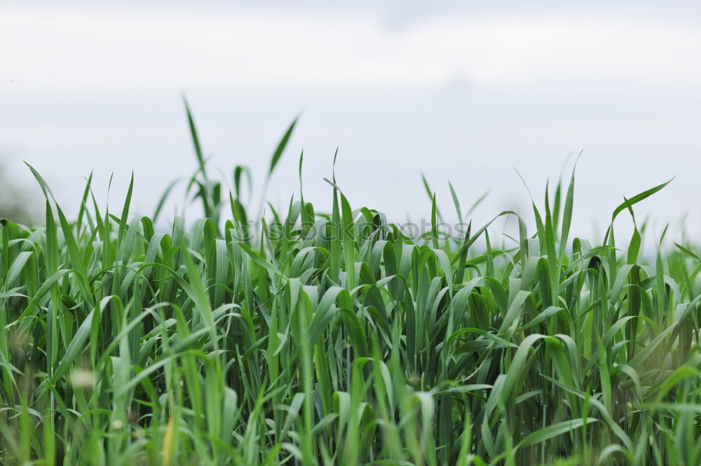 Similar – Image, Stock Photo freedom 4 Grass Green Sky