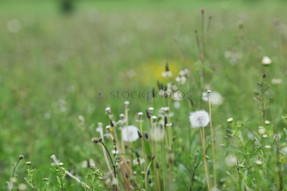 Similar – Image, Stock Photo bee perspective Meadow