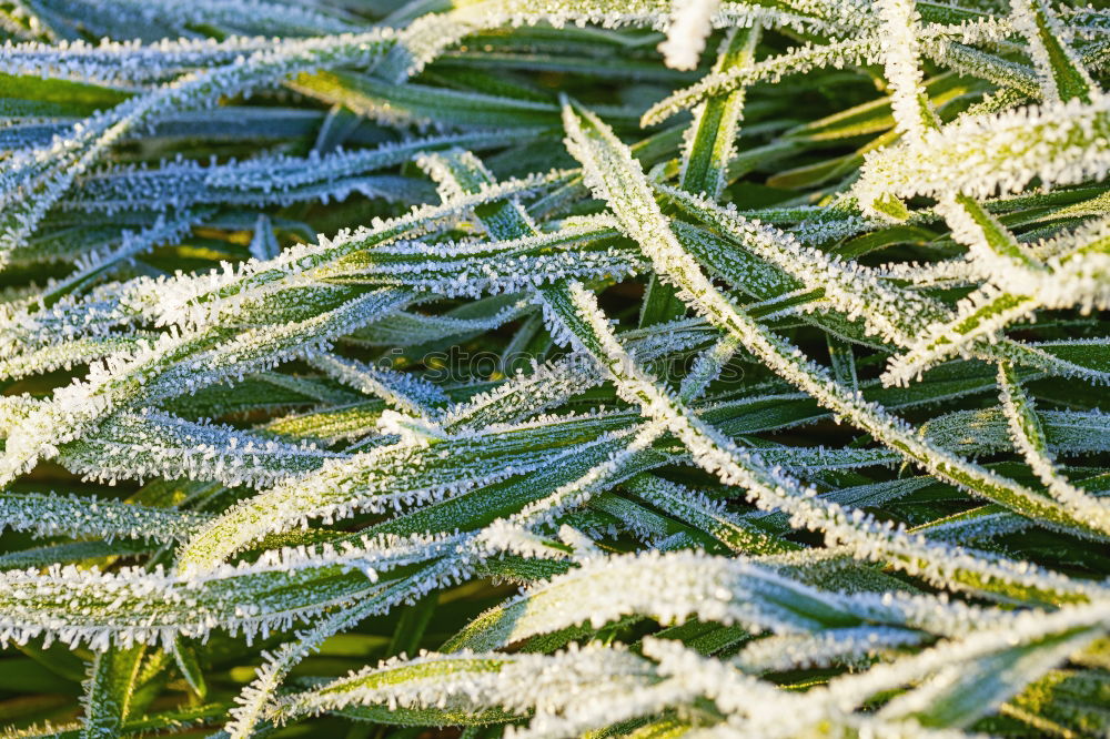 Similar – Close-up of ice crystals on nettle leaves