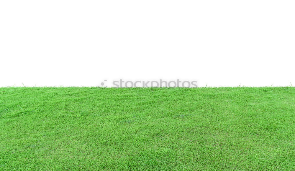 lawn edge Green Soft Grass