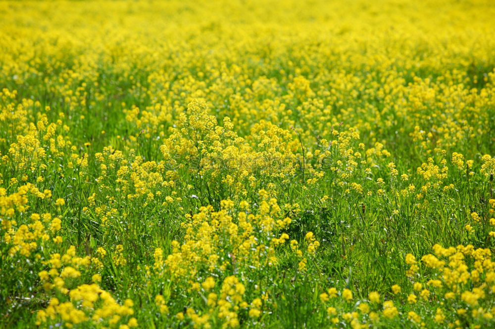 Similar – Peace in Rapsfeld I Canola