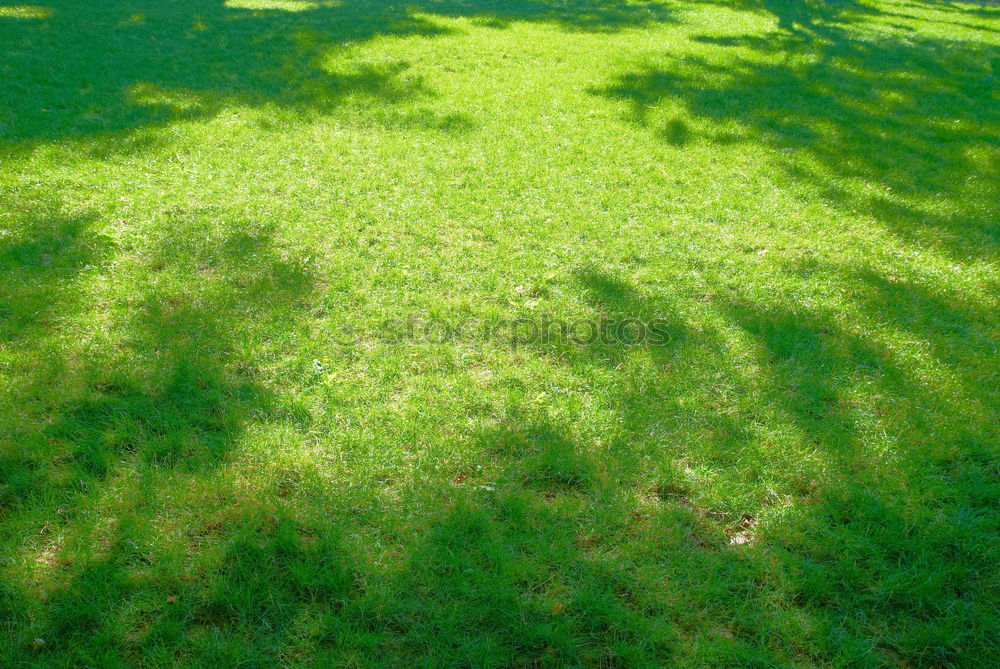 Similar – Frühling. Baum Blume Gras