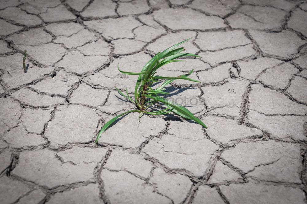 Similar – Image, Stock Photo weeds Environment Nature