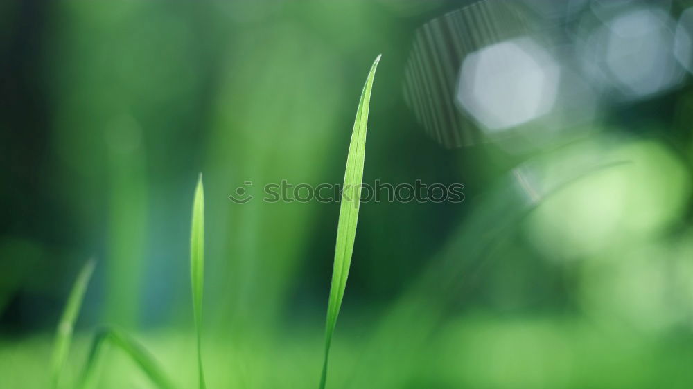 Similar – leicht geöffnete Knospe eines Gänseblümchens im Gras mit Tautropfen