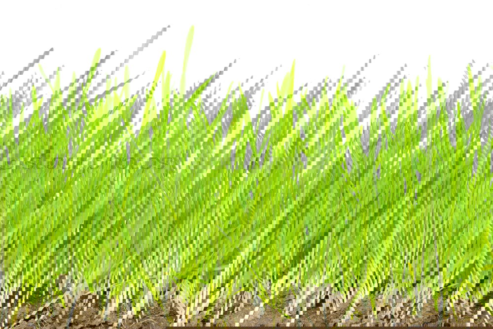 Similar – Image, Stock Photo Winter cereals