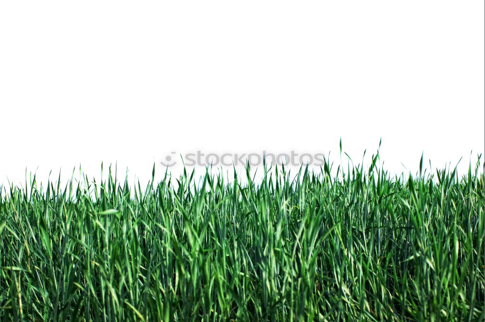 Similar – lawn edge Green Soft Grass