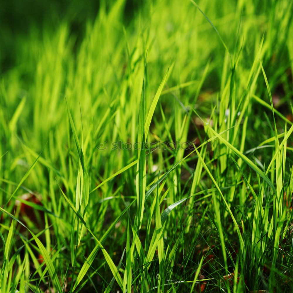 Similar – Türdeko Bioprodukte Leben