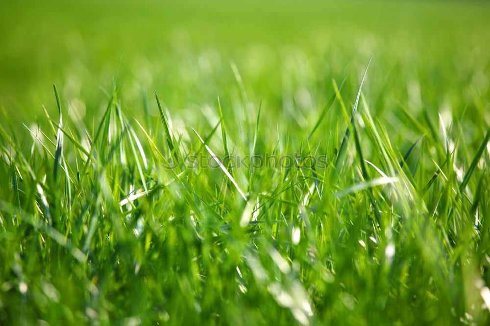 Similar – green grass in the morning with drops