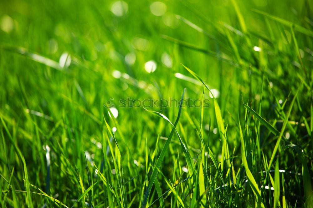 Similar – green grass in the morning with drops