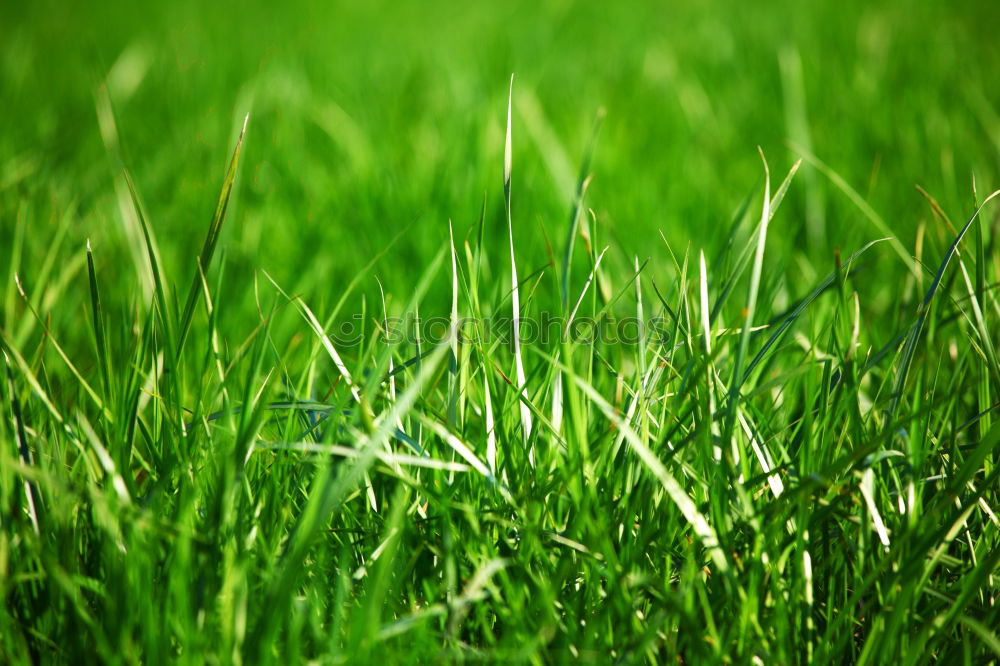 Similar – grass Meadow Grass Green