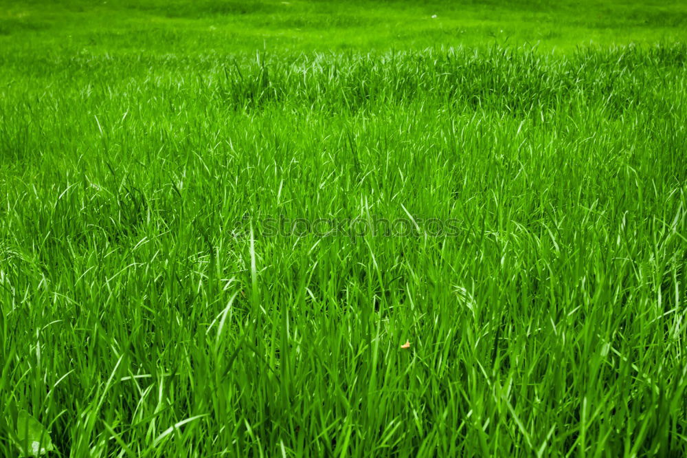 Similar – Image, Stock Photo weedkiller Paddy field