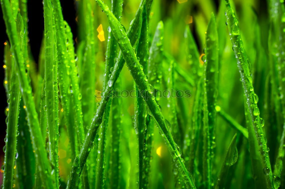 Similar – Chlorophyll on ice Green