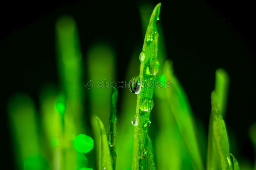 Similar – Image, Stock Photo Moss Stars Plant Green