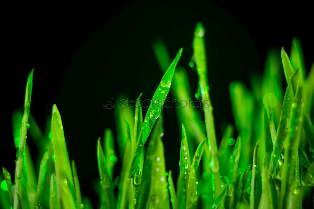 Similar – Image, Stock Photo Moss Stars Plant Green