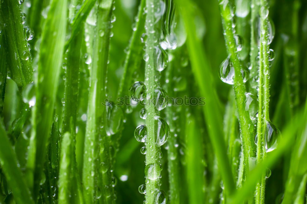 Similar – Chlorophyll on ice Green