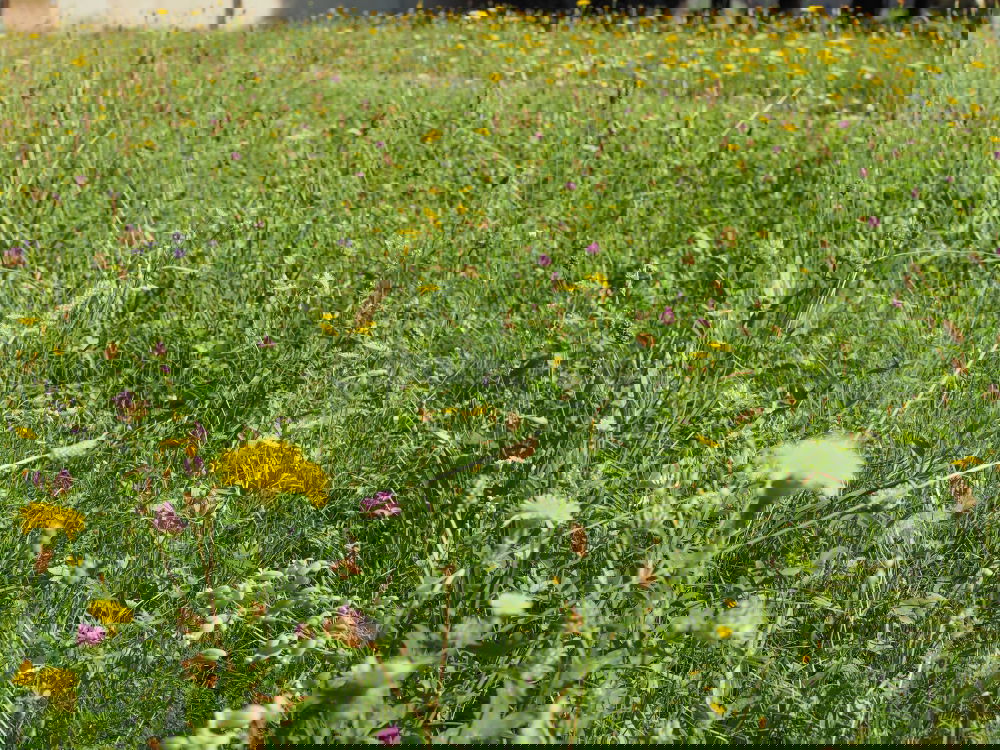 Similar – Image, Stock Photo Sun in rape Spring Flower