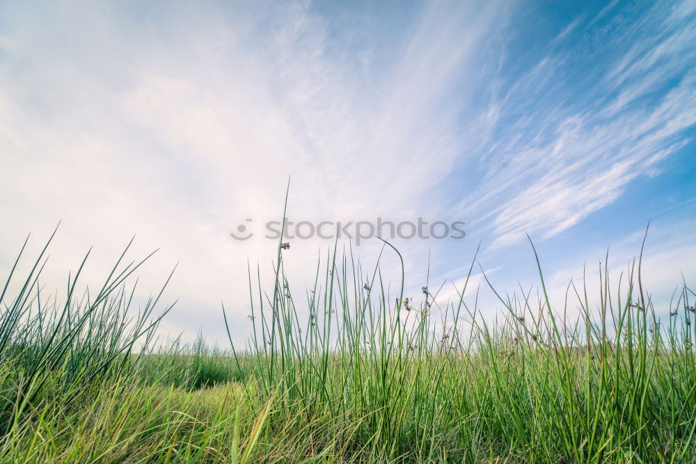 Similar – Image, Stock Photo Kirke. Environment Nature