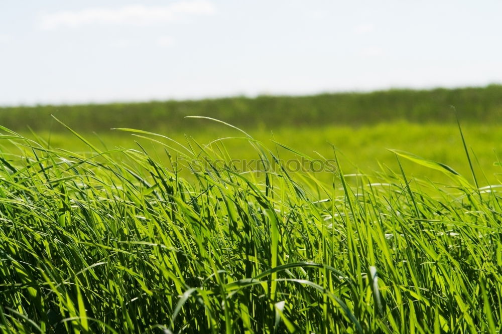 Similar – Image, Stock Photo freedom 4 Grass Green Sky