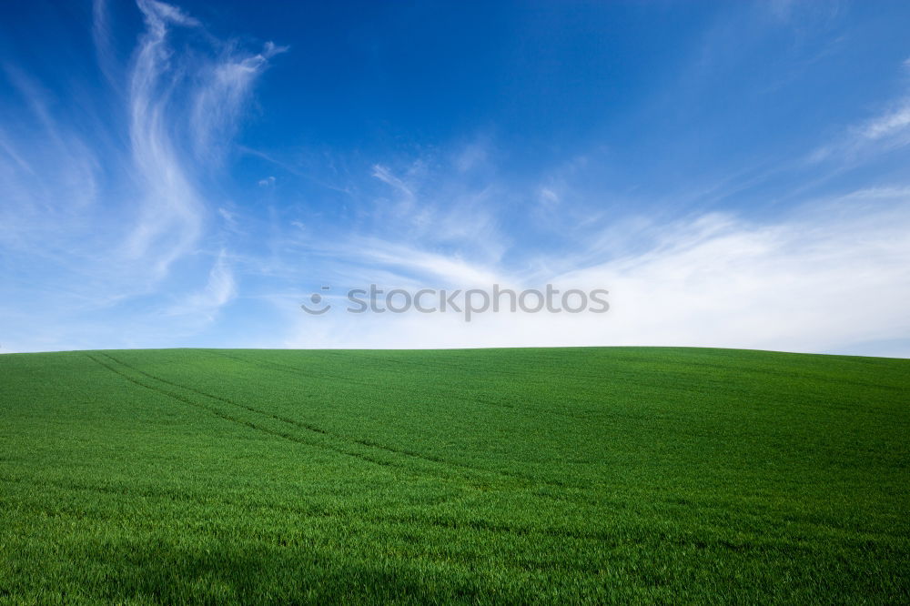 Similar – Image, Stock Photo growing maize field