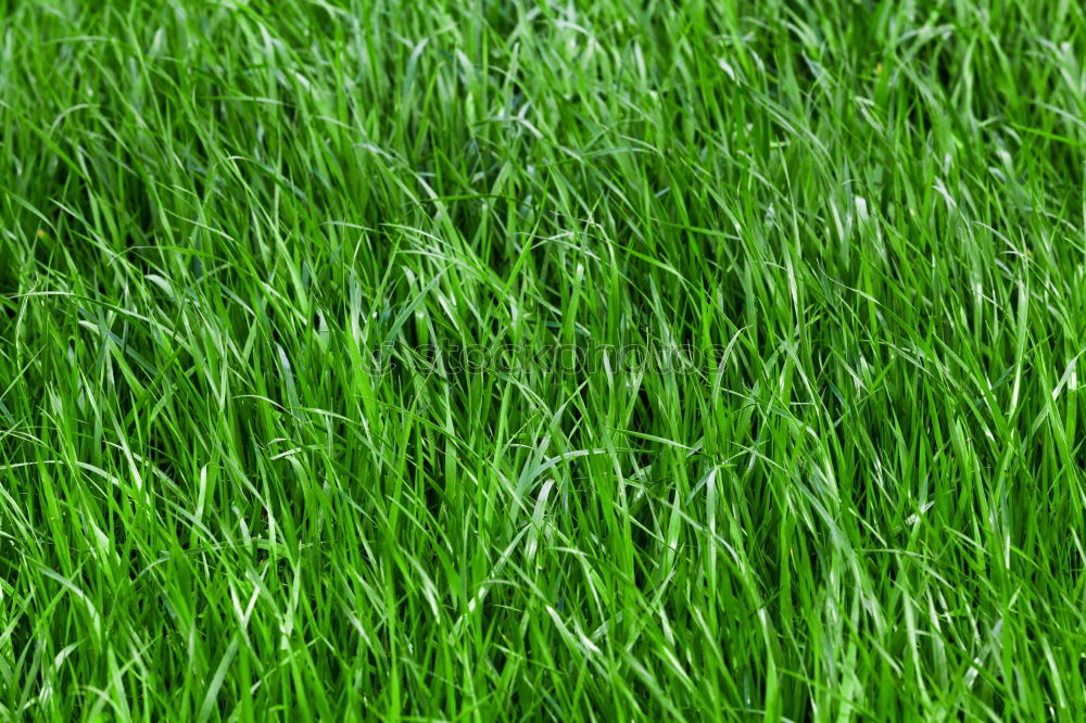 Similar – Image, Stock Photo Fruity meadow Green Meadow