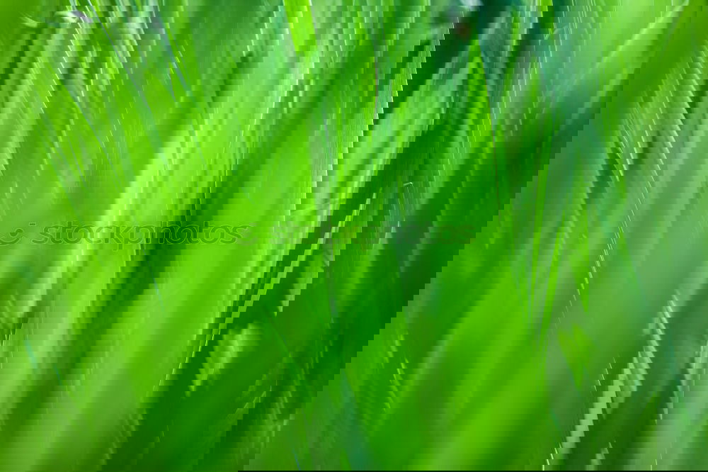 Similar – Image, Stock Photo chopped and chives Food