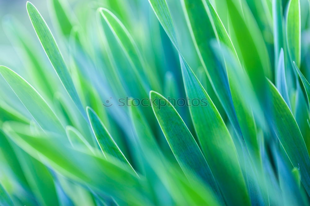 Similar – Image, Stock Photo lawn mower paradise