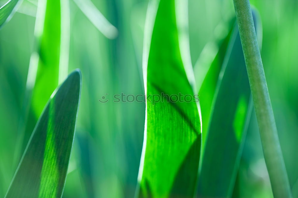 Similar – Image, Stock Photo floodlit … Green