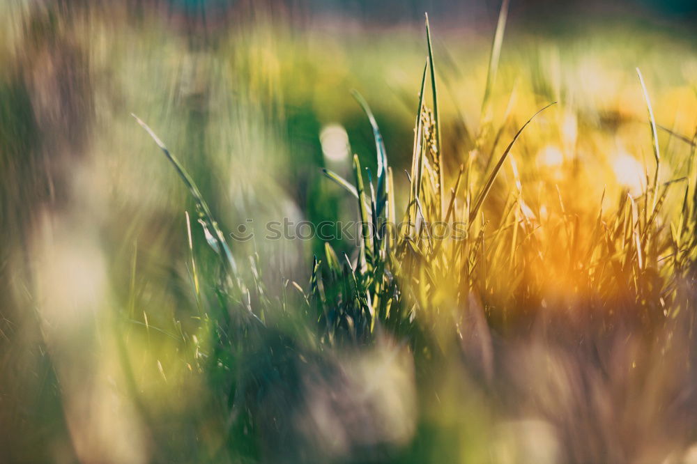 Similar – Field with sunflowers