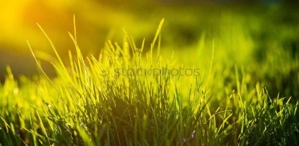 Similar – Image, Stock Photo Spring freshness | UT Cologne