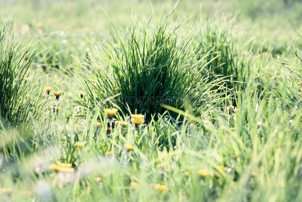 Similar – Exemplary Grass Stone Gray