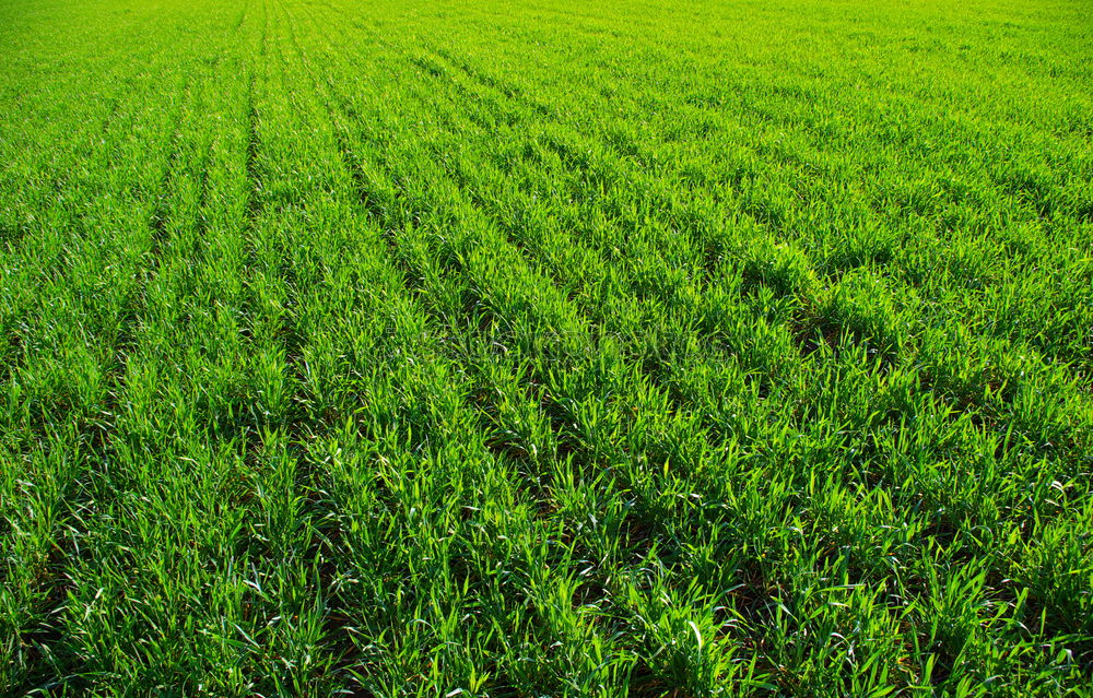 Similar – Foto Bild Grasblick Wiese grün Ferne