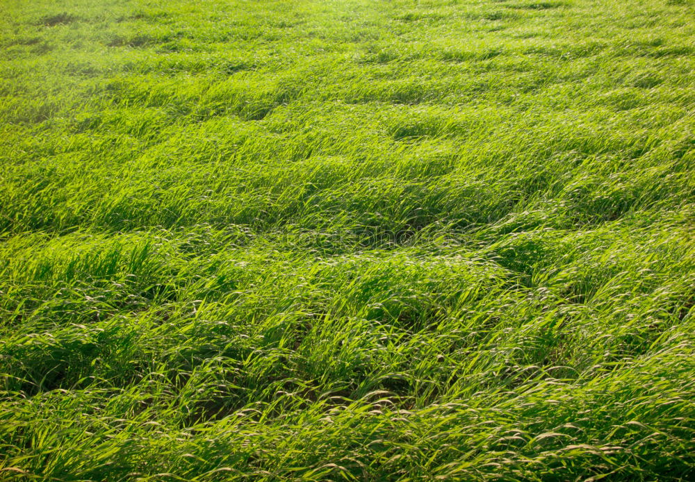 Similar – barrier tape Meadow Lawn