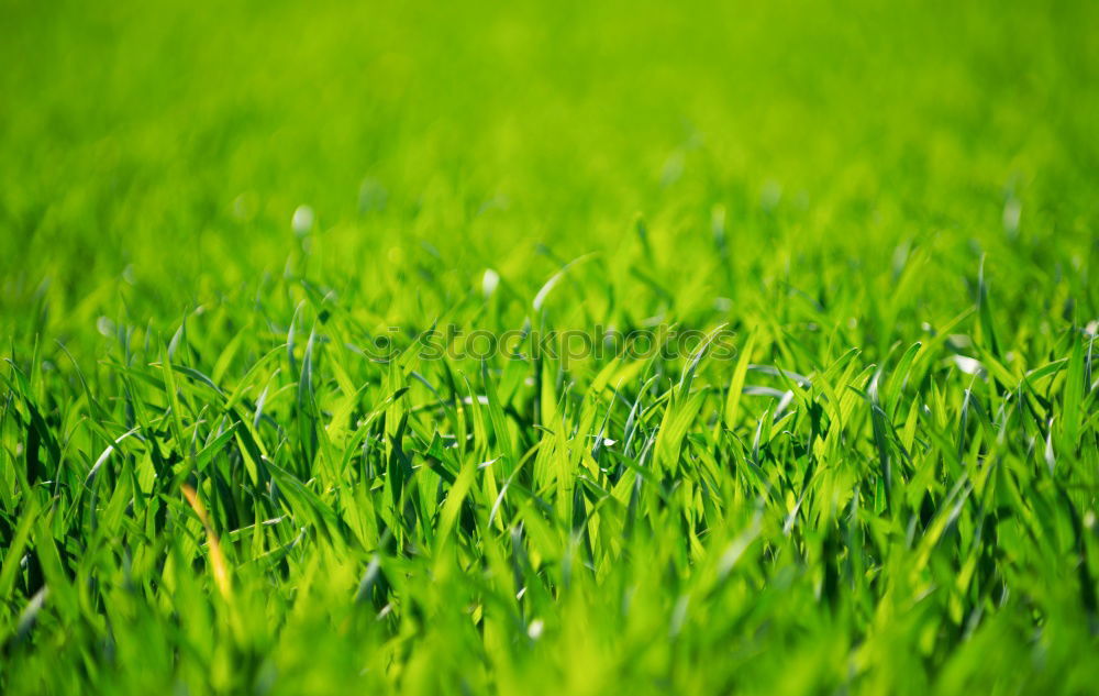 Similar – grass Meadow Grass Green