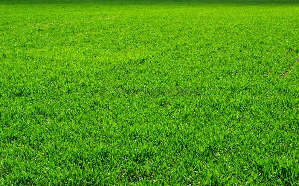 Similar – sea of leaves Leaf Green