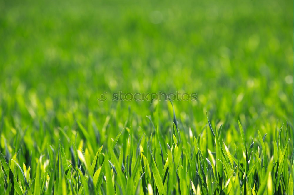 Similar – grass green Relaxation