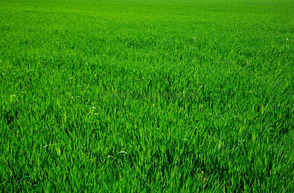 Similar – Image, Stock Photo Fruity meadow Green Meadow