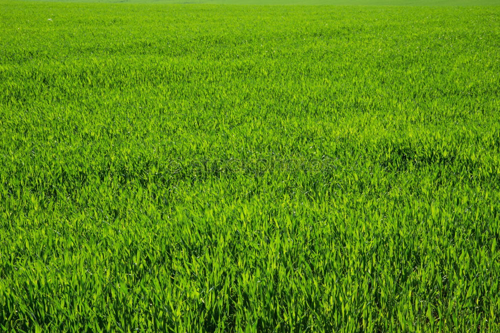 Similar – Image, Stock Photo weedkiller Paddy field