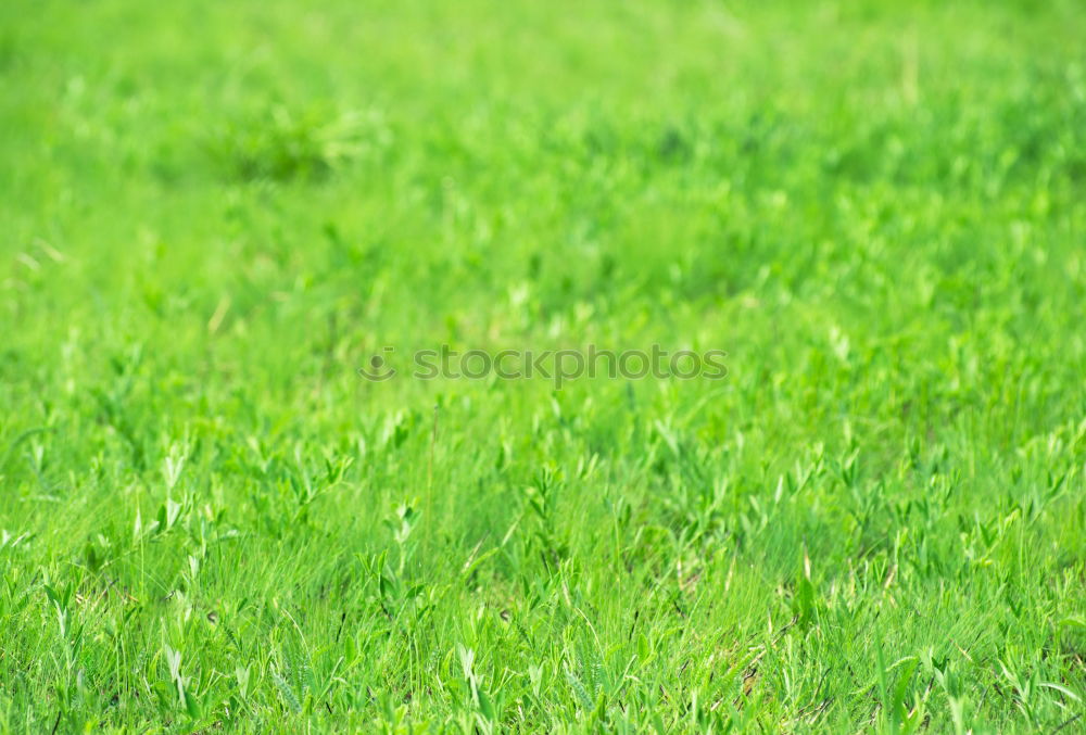 Similar – Image, Stock Photo grass Grass Summer Meadow