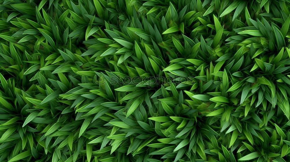 Similar – Image, Stock Photo Moss Stars Plant Green